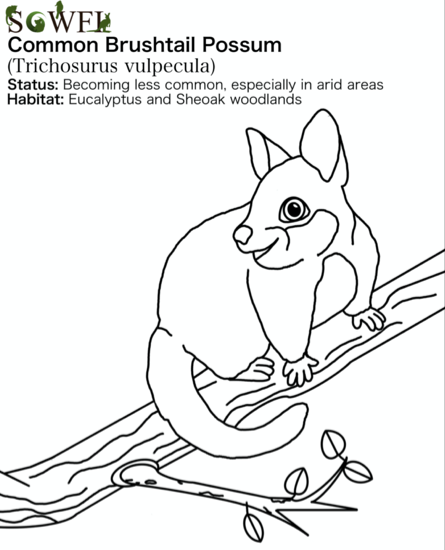 Common Brushtail colouring in